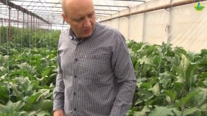 Первые плоды баклажана в теплице. Пасынкование баклажанов (10-09-2018)