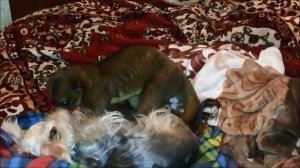 Кинкажу домашнее животное,любит обниматься./Kinkaju is a pet, loves to cuddle.