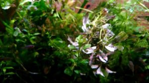 МАГНИТНЫЙ СКРЕБОК ДЛЯ АКВАРИУМА COLLAR aCLEANER!