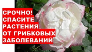 Срочно! Спасите растения сада и огорода от заболеваний Urgently save garden plants from diseases