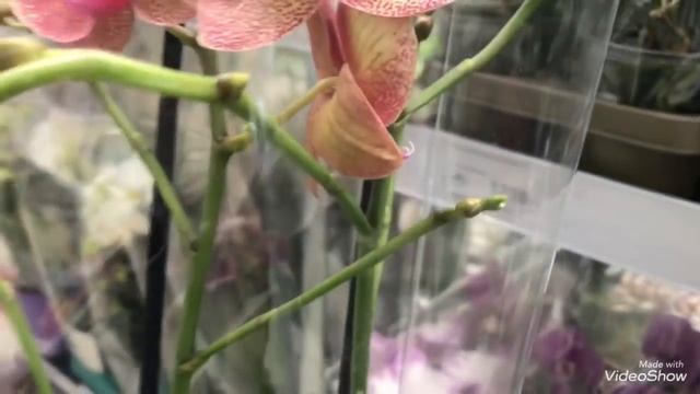 Шикарные Орхидеи для Шоу Орхидей! Фантом,Попугай...Бауцентр. смотреть онлайн