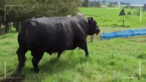 ⭕ANGUS RED VS BLACK ANGUS Which Is The Best Option To Produce Meat ✅ Biggest Bulls And Cow