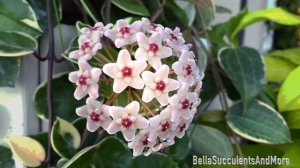 Hoya Carnosa Queen Tricolor Bloom - November 2021