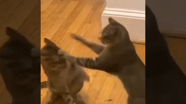 Смешные коты 😺😺😺