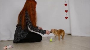 Как научить собаку складывать игрушки