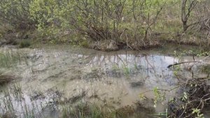 Урал Грузовик Застрял в грязи | Трактор Т 40 сможет ли Выташшит из грязи Урал | Гряземес по грязи
