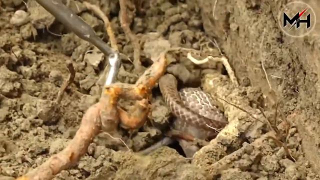 ПОЙМАЛИ ЯДОВИТУЮ КОБРУ!!! Жесть !!! смотреть онлайн