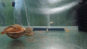 Содержание карпов кои в аквариуме 15 день 01.06.2020