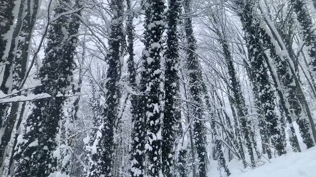 Красная поляна.  Подавление белого#краснаяполяна#розахутор#альпика#горныелыжи#фрирайд