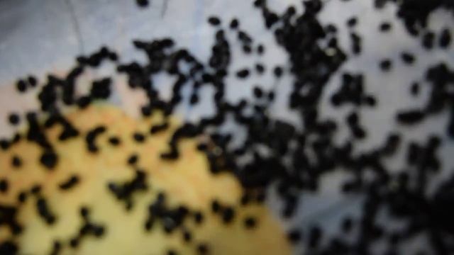 Приготовление лука-чернушки к посадке. смотреть онлайн