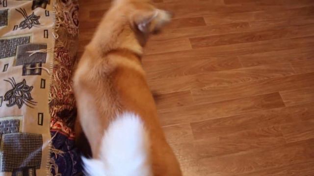 Акита ину Кэзуко гармоничный ребенок (Оки) смотреть онлайн