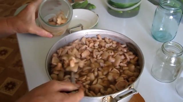 Как мариновать грибы маслята Маринование грибов Рецепт маринования грибов на зим
