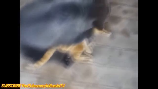 Funny Cats! Cat vs Bear! смотреть онлайн