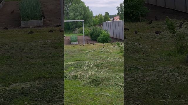 Курс молодых скворцов. Идёт интенсивное обучения навыкам полёта и добывания пищи.