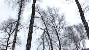 Как спилить дерево частями