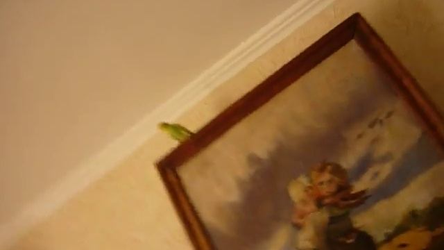 волнистый попугай боится.MOV смотреть онлайн