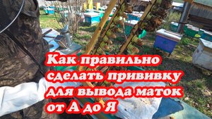 ДЕЛАЮ ОЧЕРЕДНУЮ ПРИВИВКУ ДЛЯ ВЫВОДА МАТОК, ВСЁ ПОДРОБНО от А до Я.