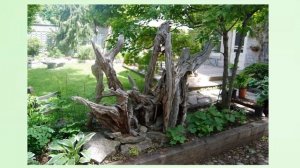 Диковинка из коряг в саду: идеи красивого рутария