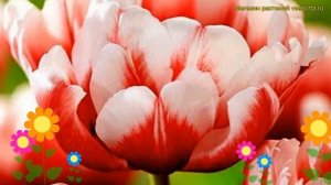 Тюльпан махровый Войсмейл. Краткий обзор, описание характеристик tulipa Voicemail