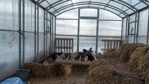 КУРЫ БРАМА, ВСЯ ПРАВДА!