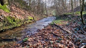 Приятное журчание ручья - слушать звук лесного ручья для сна и релакса. Звуки природы для релакса.