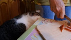 Бучик ест только на полу   ( cat Buchik eats only on the floor ).mp4