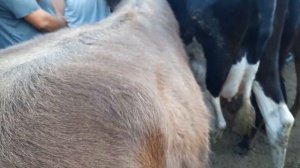 Уйчи Ёркургон мол бозори. Uychi yorqorgon mol bozori NAMANGAN V.