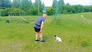 Показана реакция собаки на хлопок петарды. Щенку пять месяцев. Джек-рассел-терьер. Город Реж.