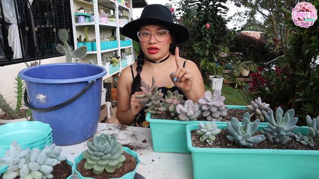 SUCULENTAS PACHYPHYTUM: Todo sobre ellas, riego, sol o sombra, trasplantar │Candy Bu смотреть онлайн
