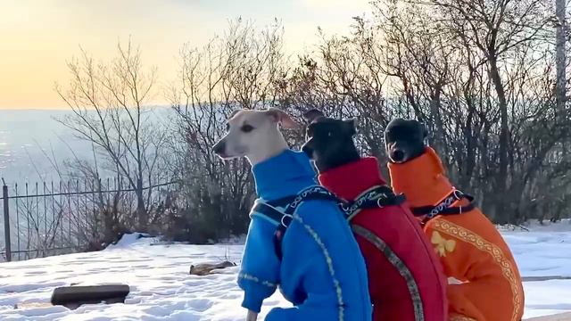 Левретки. Petit levrier Italian. Italienisches Windspiel, Italian greyhound, sighthound смотреть онлайн