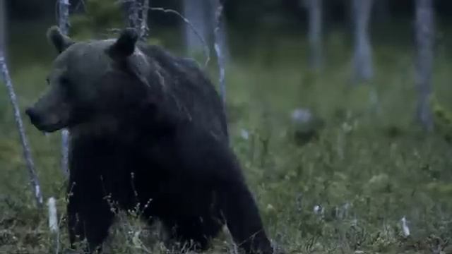 Vincent Munier - Summer Variations - Nikon D3s
