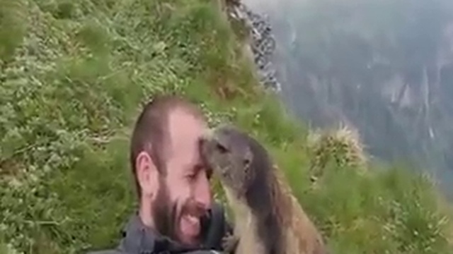 Сурок проявляет свою любовь к человеку... смотреть онлайн