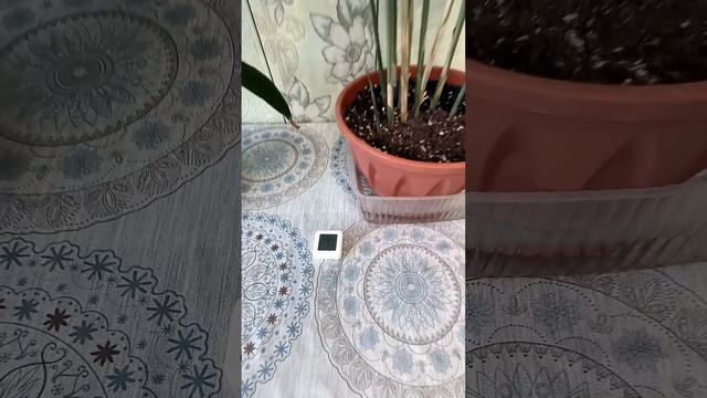 Имбирь. Шестой месяц. смотреть онлайн