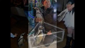 где можно погладить пингвина в москве, 8(916)702-11-08