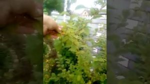 Войлочная вишня? (Китайская)