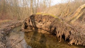 Диалог с вяхирем. Жена крапивника. Дневник натуралиста. 9 апреля 2023 г. Часть 1