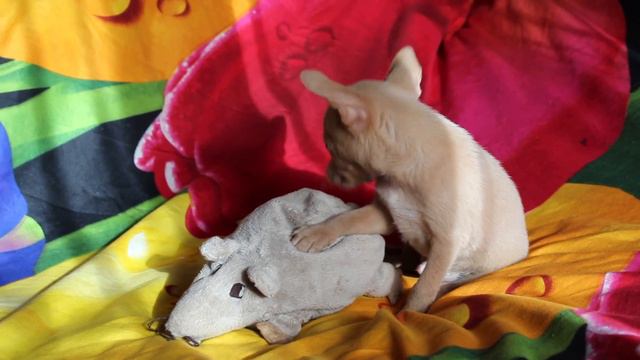 MVI 7126щенок изабелловый смотреть онлайн