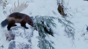 #ввс #мирживотных