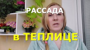 Что посеять в теплицу в апреле