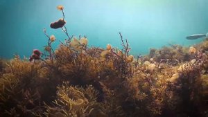 Islas Cies/Illas Cies остров сиес в испании