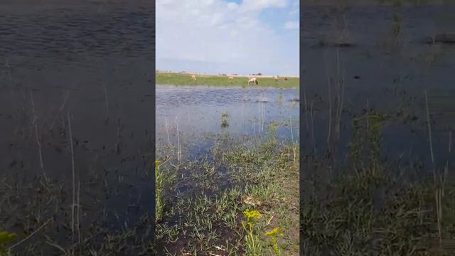 Нерест сазана астрахань рыбалка