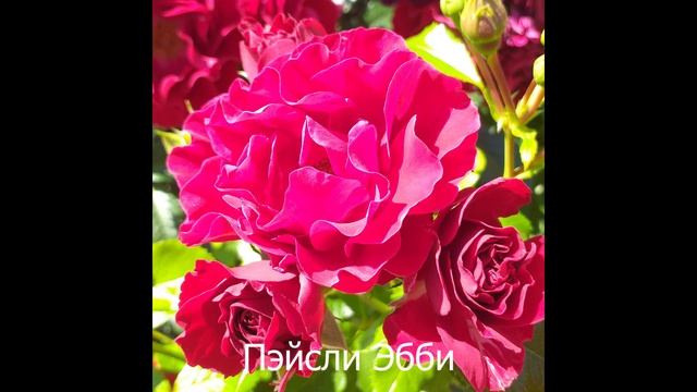 КРАСНЫЕ РОЗЫ 13 сортов! смотреть онлайн