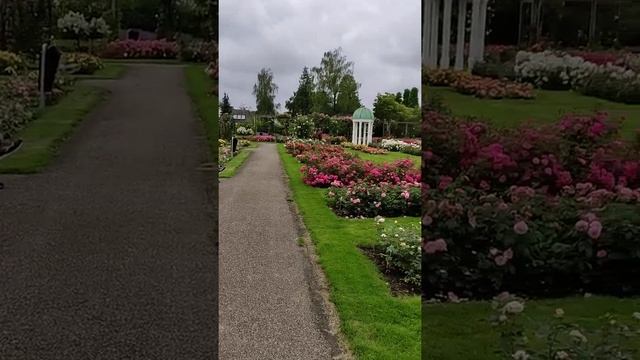 Rosarium Boskoop, by Šefika Čengić, 02 juli 2021 смотреть онлайн