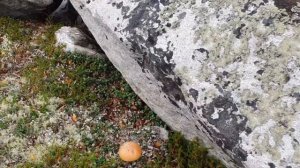 ?? На СЕВЕРЕ полно ГРИБОВ// СОПКИ ? Мурманская область