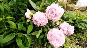Пион МАЙРА МАК РЕЙ / Paeonia MYRA MACRAE - ОБЗОР, ОПИСАНИЕ, ЦВЕТЕНИЕ, ОТЗЫВ
