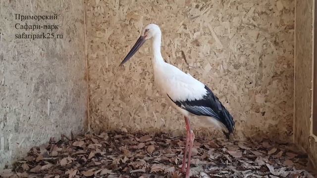 ОКОЛЬЦОВАННЫЙ ДАЛЬНЕВОСТОЧНЫЙ АИСТ В ПРИМОРСКОМ САФАРИ-ПАРКЕ смотреть онлайн