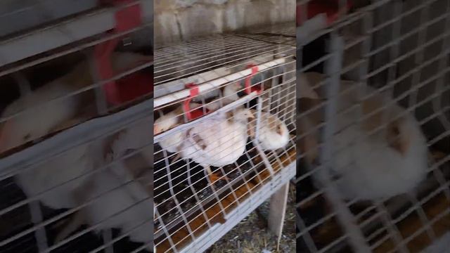 уборка у курей закончена смотреть онлайн