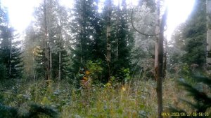 Видео с фотоловушки BolyGuard SG 2060-T