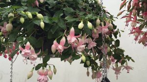 Claudia - Fuchsia