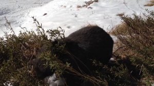 Australian WOMBAT in the SNOW one of the most amazing and funny australian animals